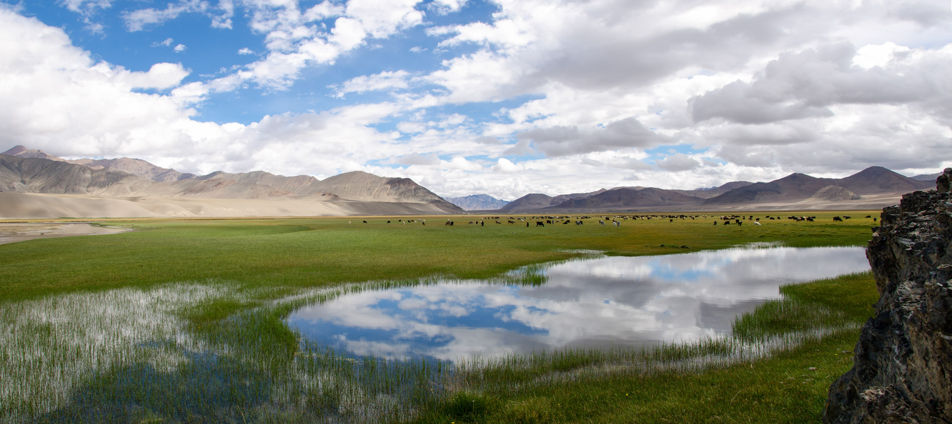 Pristine meadow in the Pamir region near Murghab